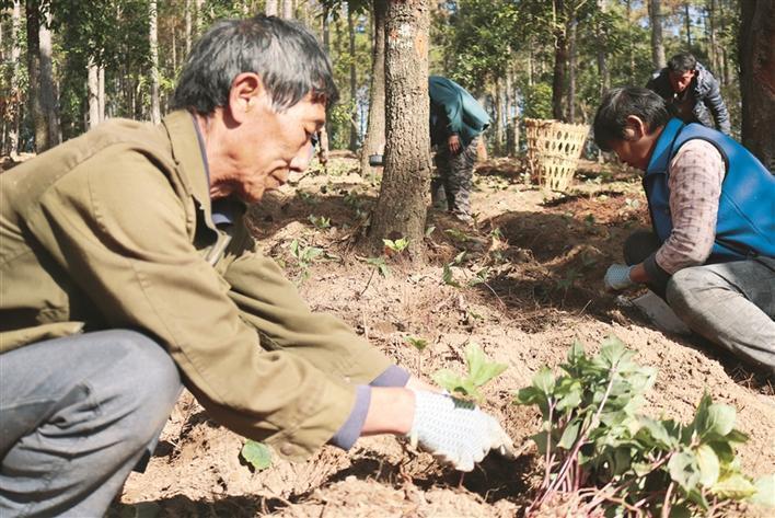 林下中藥材種植 林下中藥材種植