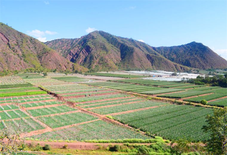 熱作蔬菜規(guī)模化種植.jpg